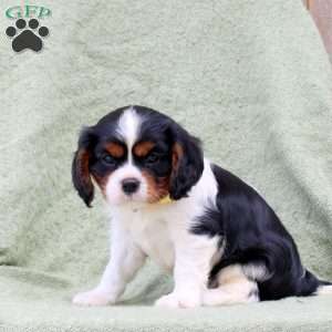 Cooper, Cavalier King Charles Spaniel Puppy