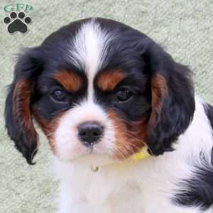 Cooper, Cavalier King Charles Spaniel Puppy