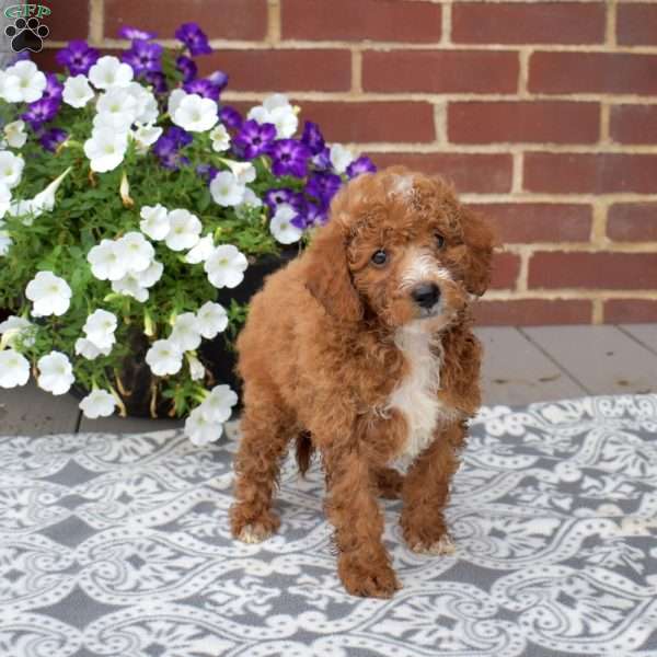 Copper, Miniature Poodle Puppy