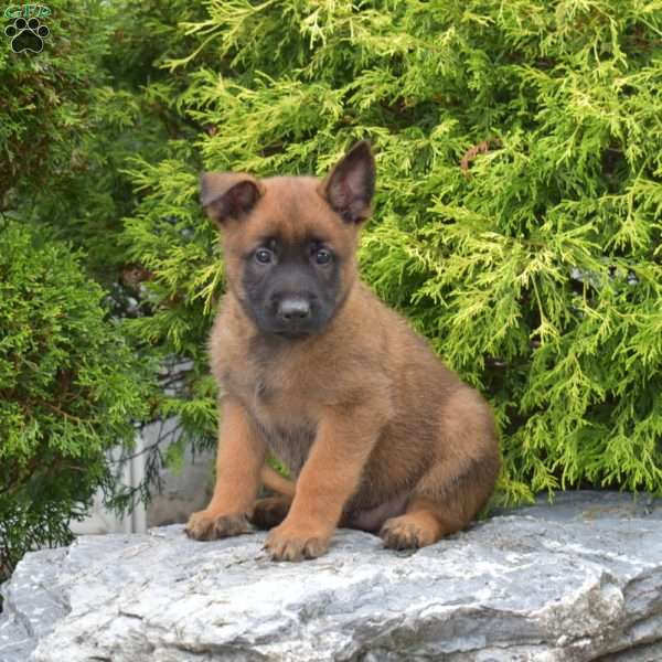 Copper, Belgian Malinois Puppy