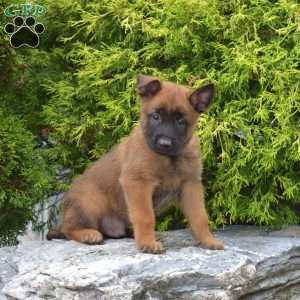 Copper, Belgian Malinois Puppy