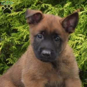 Copper, Belgian Malinois Puppy