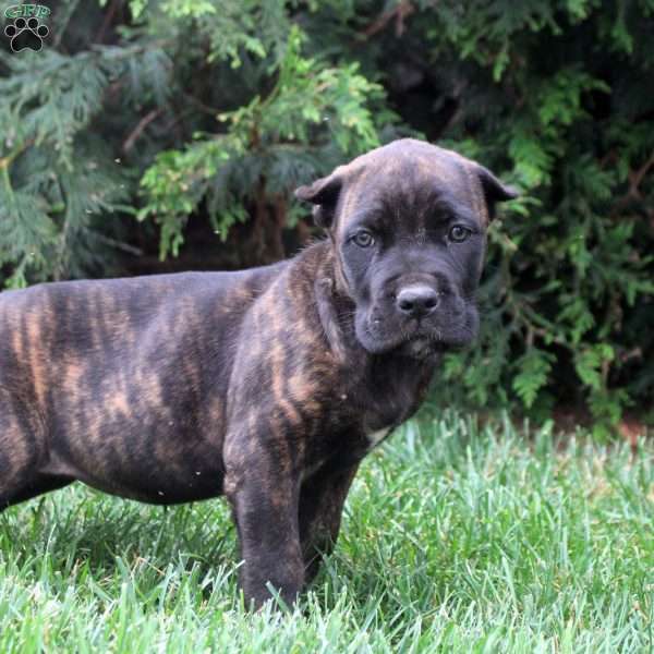 Cora, Cane Corso Puppy