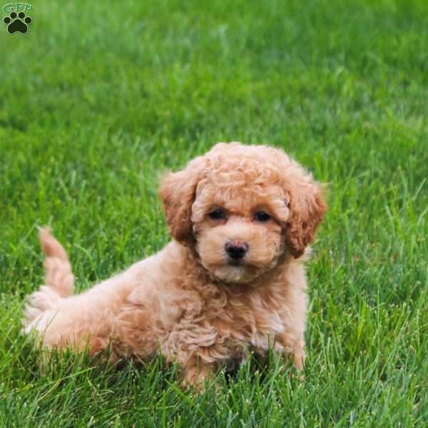 Cora, Bich-Poo Puppy