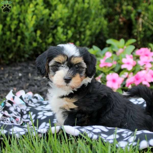 Cora, Havanese Puppy