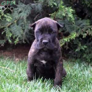 Cora, Cane Corso Puppy