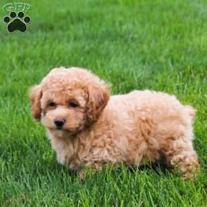 Cora, Bich-Poo Puppy