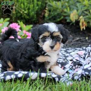 Cora, Havanese Puppy