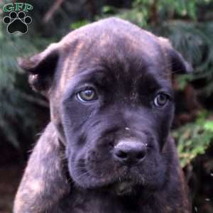 Cora, Cane Corso Puppy