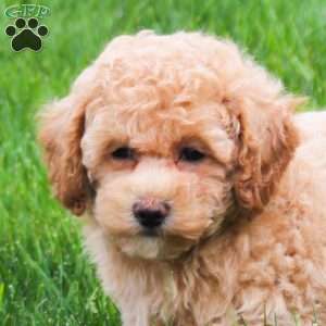 Cora, Bich-Poo Puppy