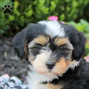 Cora, Havanese Puppy