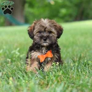 Cory, Shorkie Puppy