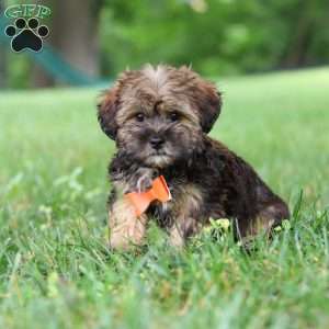 Cory, Shorkie Puppy