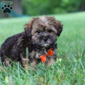 Cory, Shorkie Puppy