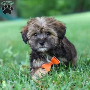 Cory, Shorkie Puppy