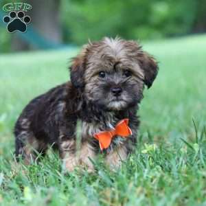 Cory, Shorkie Puppy