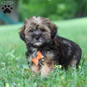 Cory, Shorkie Puppy