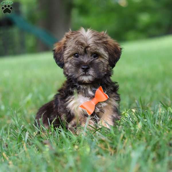 Cory, Shorkie Puppy