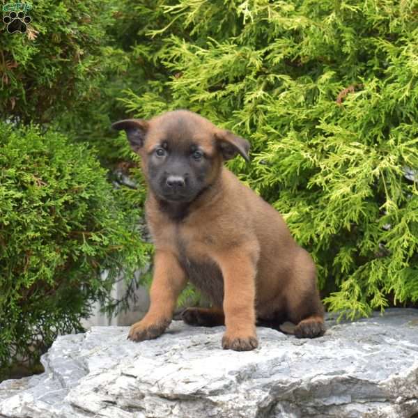 Cove, Belgian Malinois Puppy