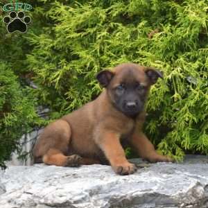 Cove, Belgian Malinois Puppy