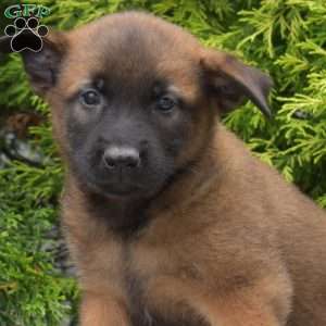 Cove, Belgian Malinois Puppy