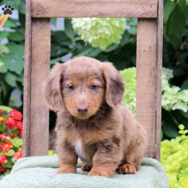 Crackle, Dachshund Puppy
