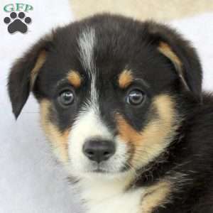 Cream, Pembroke Welsh Corgi Puppy