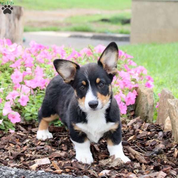 Cream, Pembroke Welsh Corgi Puppy