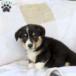 Cream, Pembroke Welsh Corgi Puppy