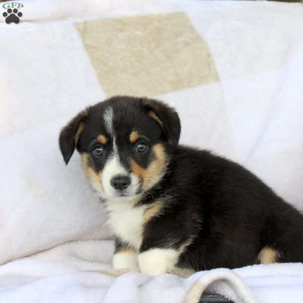 Cream, Pembroke Welsh Corgi Puppy
