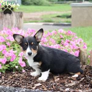 Cream, Pembroke Welsh Corgi Puppy