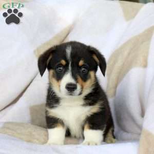 Cream, Pembroke Welsh Corgi Puppy