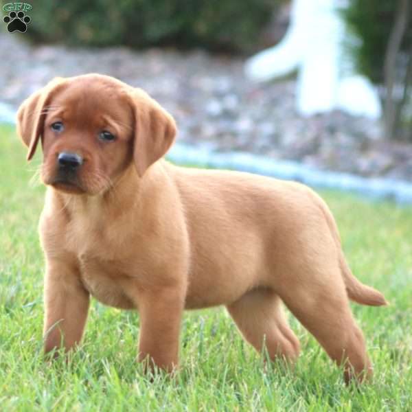 Crissy, Fox Red Labrador Retriever Puppy