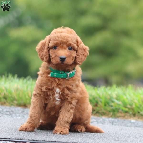 Crissy, Mini Goldendoodle Puppy