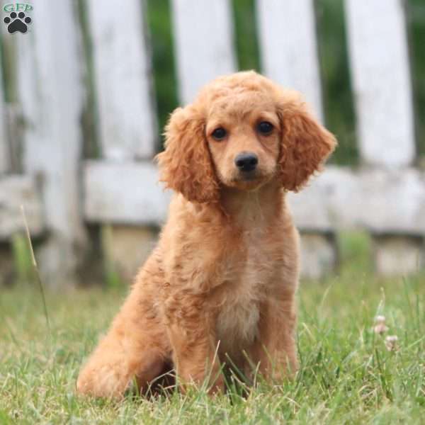 Crissy, Cockapoo Puppy