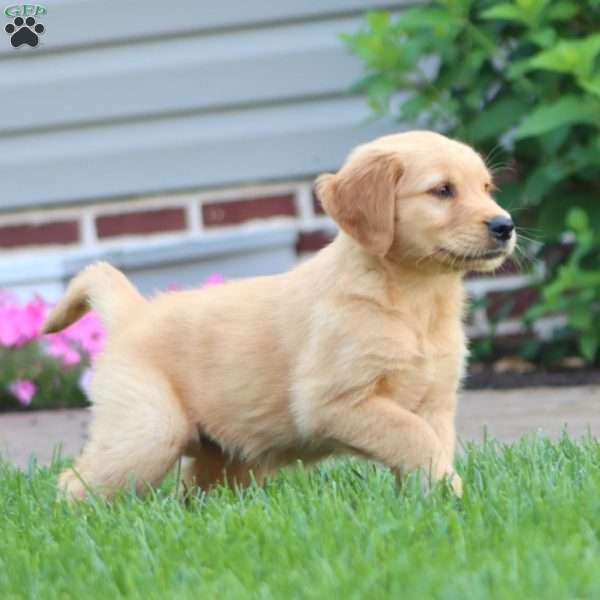 Crissy, Golden Retriever Puppy