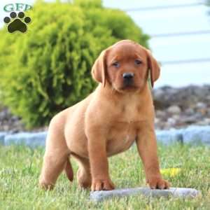 Crissy, Fox Red Labrador Retriever Puppy