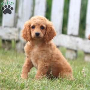 Crissy, Cockapoo Puppy