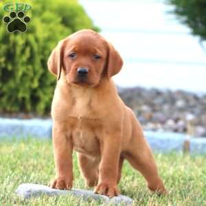 Crissy, Fox Red Labrador Retriever Puppy