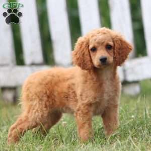 Crissy, Cockapoo Puppy