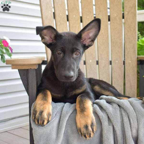 Cruz, German Shepherd Puppy