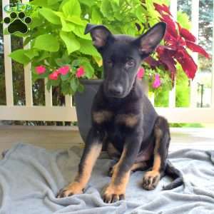 Cruz, German Shepherd Puppy