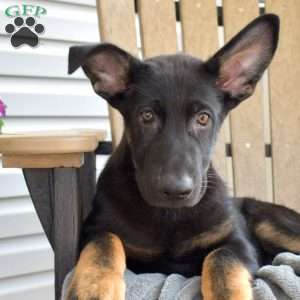 Cruz, German Shepherd Puppy