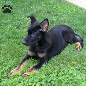 Cruz, German Shepherd Puppy
