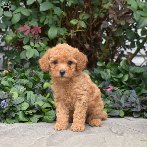 Cuddles, Mini Goldendoodle Puppy