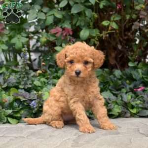 Cuddles, Mini Goldendoodle Puppy