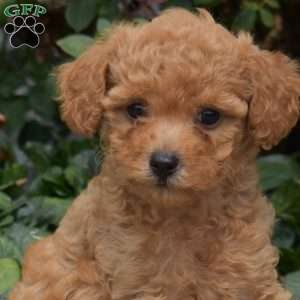Cuddles, Mini Goldendoodle Puppy