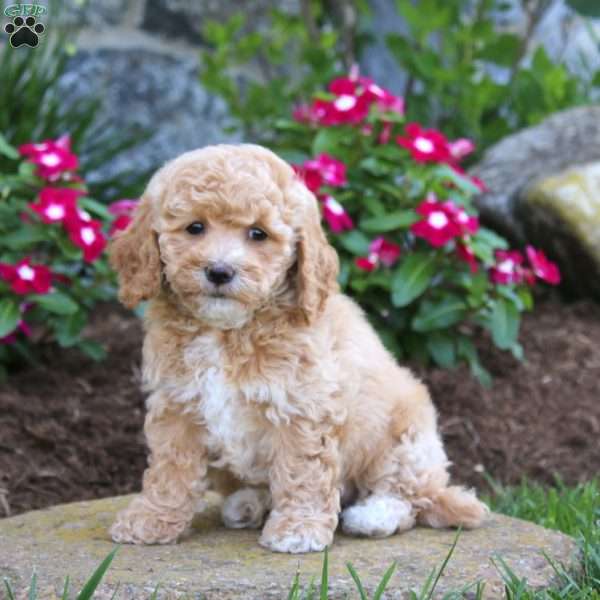 Cuddles, Bich-Poo Puppy