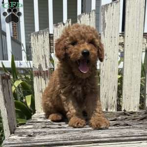 Cupcake, Mini Goldendoodle Puppy