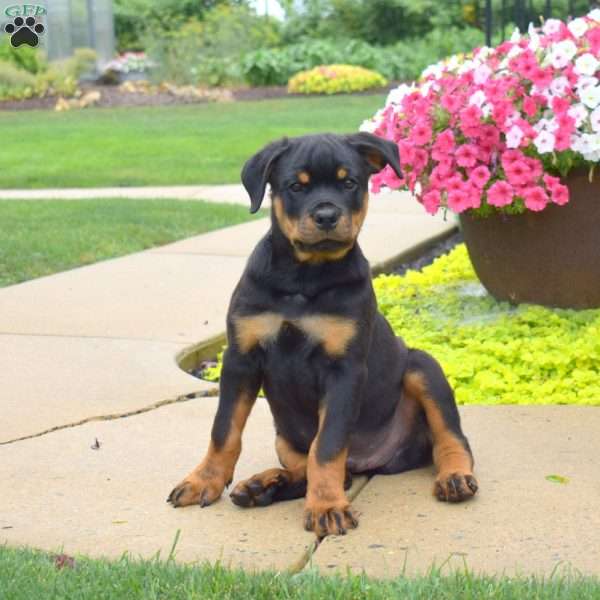 Curly, Rottweiler Puppy
